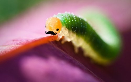 Box_of_Clowns's tweet photo. Animal Stache of the Day!
#PortlandInvasion #YEGFringe #MustacheParty #SalvadorDali https://t.co/AmllScn4ju