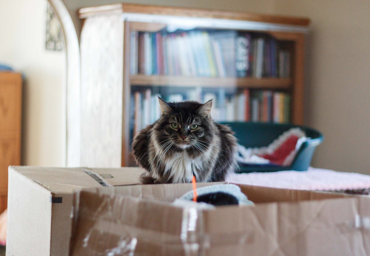 Adoptable Rosie Bowl wins the gold medal in box climbing. #CatOlympics #AdoptDontShop #CatRescue #MaineCoon #Chicago
