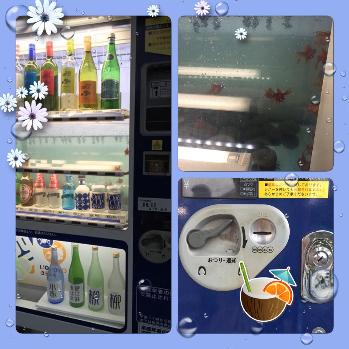 Cafe7716's tweet photo. きんぎょcafé〜前に『金魚が泳ぐ自動販売機』💓
金魚もお酒も買えません〜(*^^*) https://t.co/ru1cLm4tGK