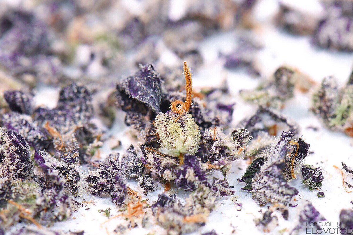MOelevated's tweet photo. I found this little guy standing out from the crowd when trimming some nugs for a shoot the other day. What a cutie! https://t.co/sRRT47gvxh