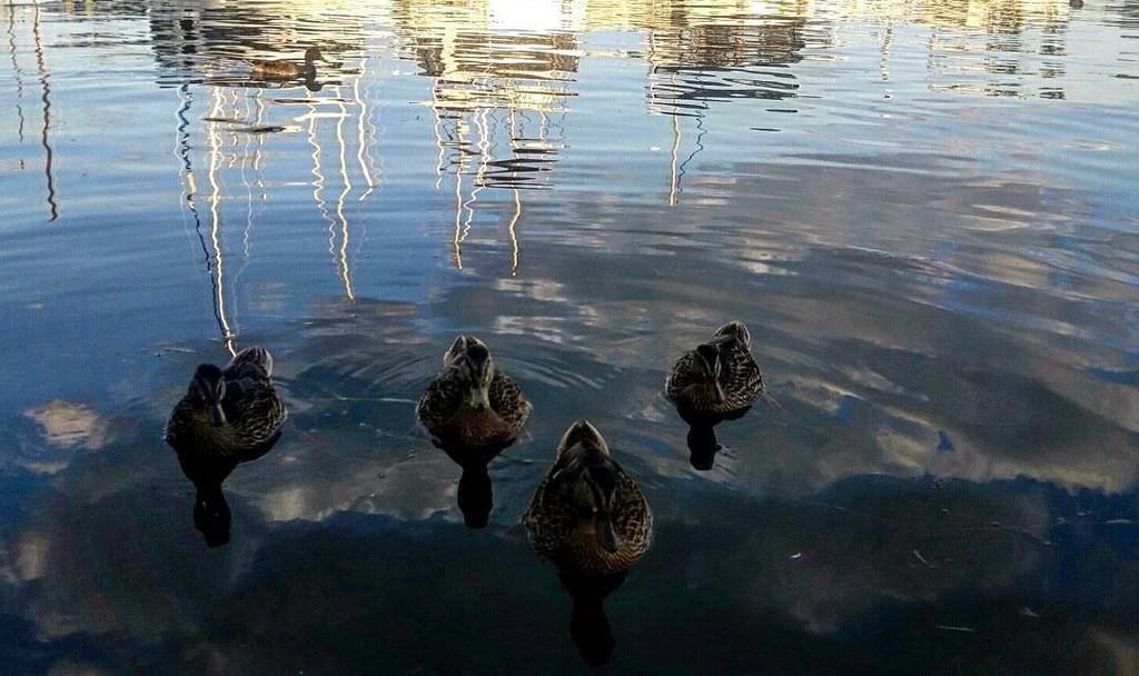 FTHustla247's tweet photo. Attention Class. #Toronto #Canada #capture #discover #thelittlethings #torontolife #percep… https://t.co/x1lSbvsZAs https://t.co/AAOStqUFvn