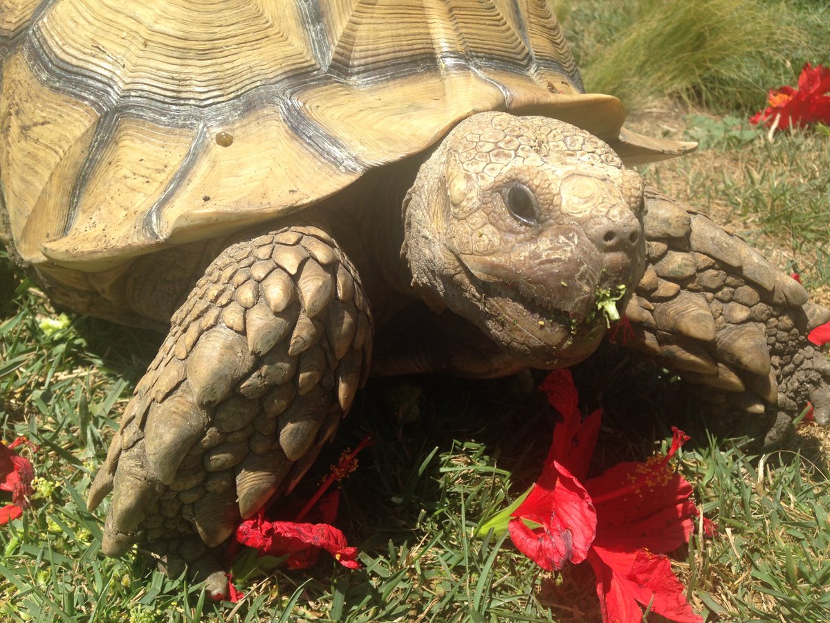 turtlehouseslo's tweet photo. Tortoises enjoying the #brides family staying at https://t.co/d3YCzl8ldk having #wedding at near by #venue #SLO https://t.co/WHLmJjKKJ2