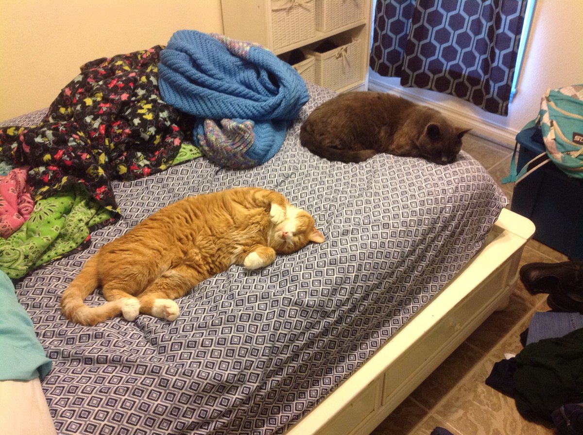 hoopangel007's tweet photo. I'm still thinking of my sweet Diego and my big kahuna, Uno. #RIPCats https://t.co/wKcdiAkTOH