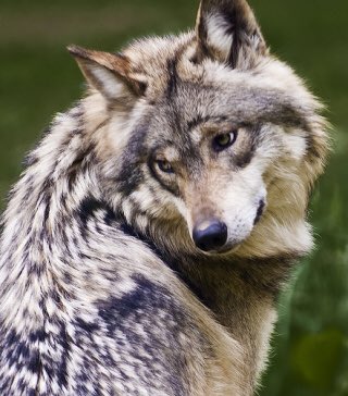 Bildergebnis für beautiful wolf