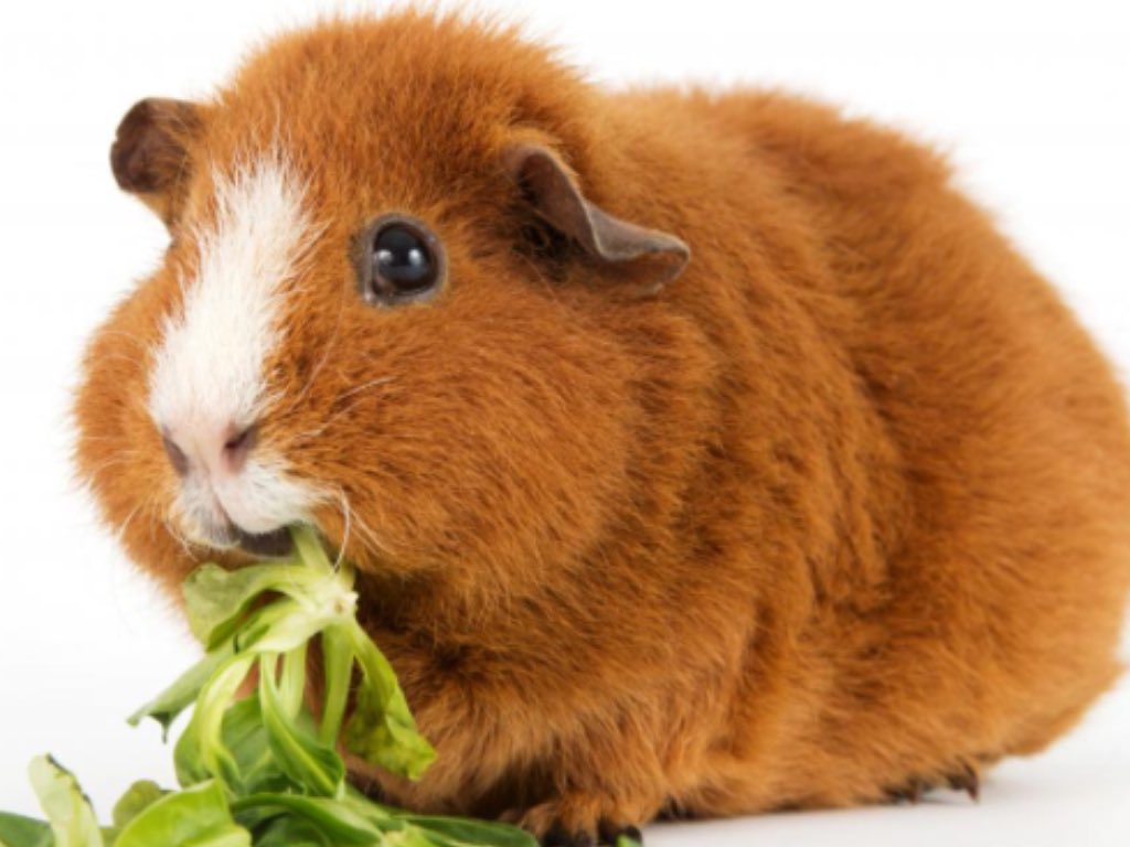 FluffersJessica's tweet photo. 🐹😊🐹 Love Lettuce! #GuineaPig @AmberFluffers https://t.co/BjmhjOgg4A