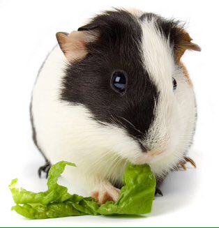 FluffersJessica's tweet photo. 🐹😊🐹 Love Lettuce! #GuineaPig @AmberFluffers https://t.co/BjmhjOgg4A