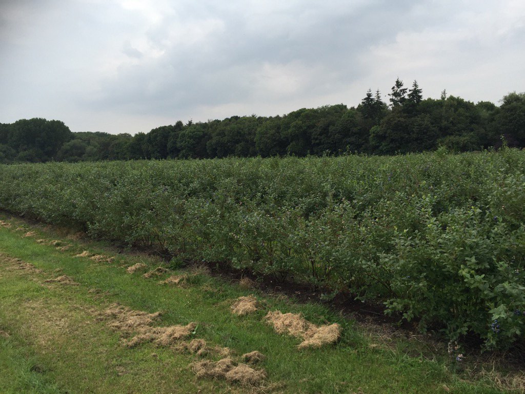 Mr_EdBrown's tweet photo. From field #blueberry #bedstone #shropshire https://t.co/AJWOlUU0VO