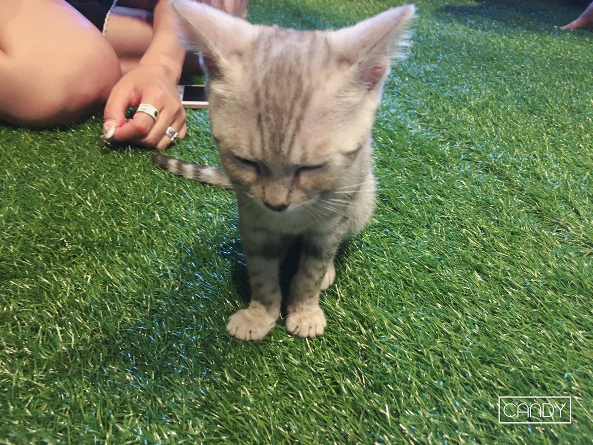 inouesonoko's tweet photo. 時間がちょっとあったから猫カフェ行ってきた〜〜
ほんまにかわいすぎて出るの辛すぎ。ほーんまにかわいい。
猫ちゃんにこんな懐いてもらえたん初めて😭💗
明日は福岡でプリレンジャーです。
福岡のこのこちゃんまってるよー https://t.co/56E2iA18RT