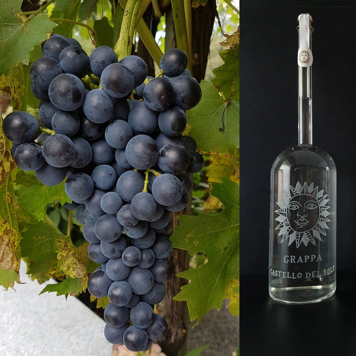 Die #uva #americana ist eine #Tessiner #Rebsorte  die hauptsächlich für #Grappa gebraucht wird!