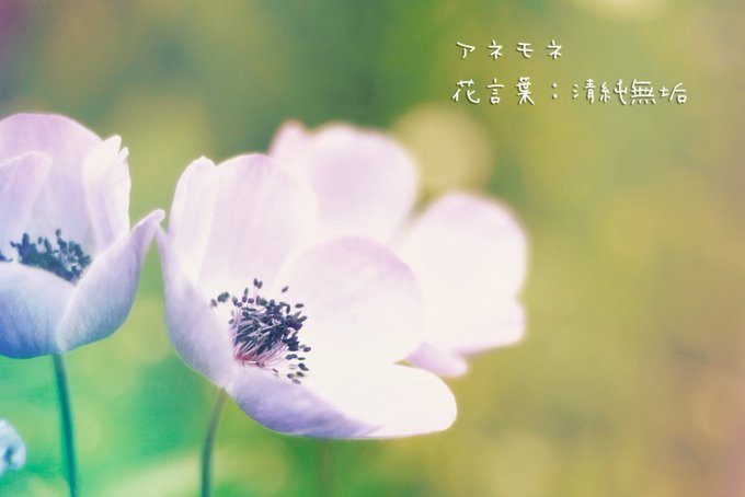 イベリスのtwitterイラスト検索結果 古い順