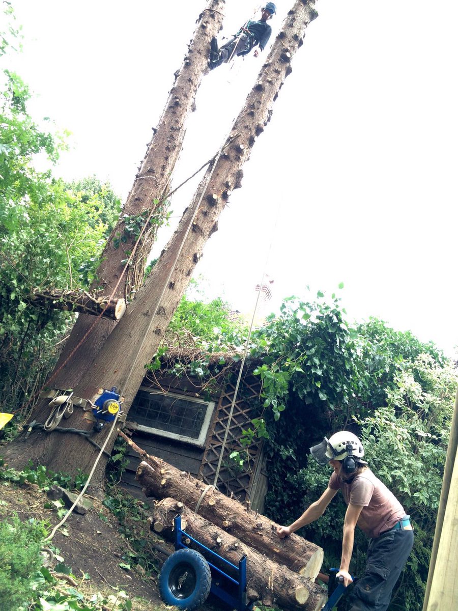 elmhousetrees's tweet photo. Elmhouse expertly removed this tree with ropes and pulleys with no damage to the surrounding buildings. https://t.co/KhdI7uwjIU