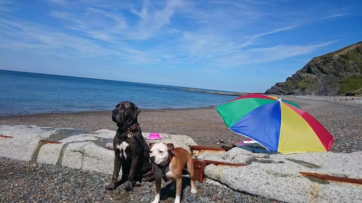 Martian369's tweet image. I had an epic time at the beach anyway, check out the dawgs :) #TeamRoughNeck