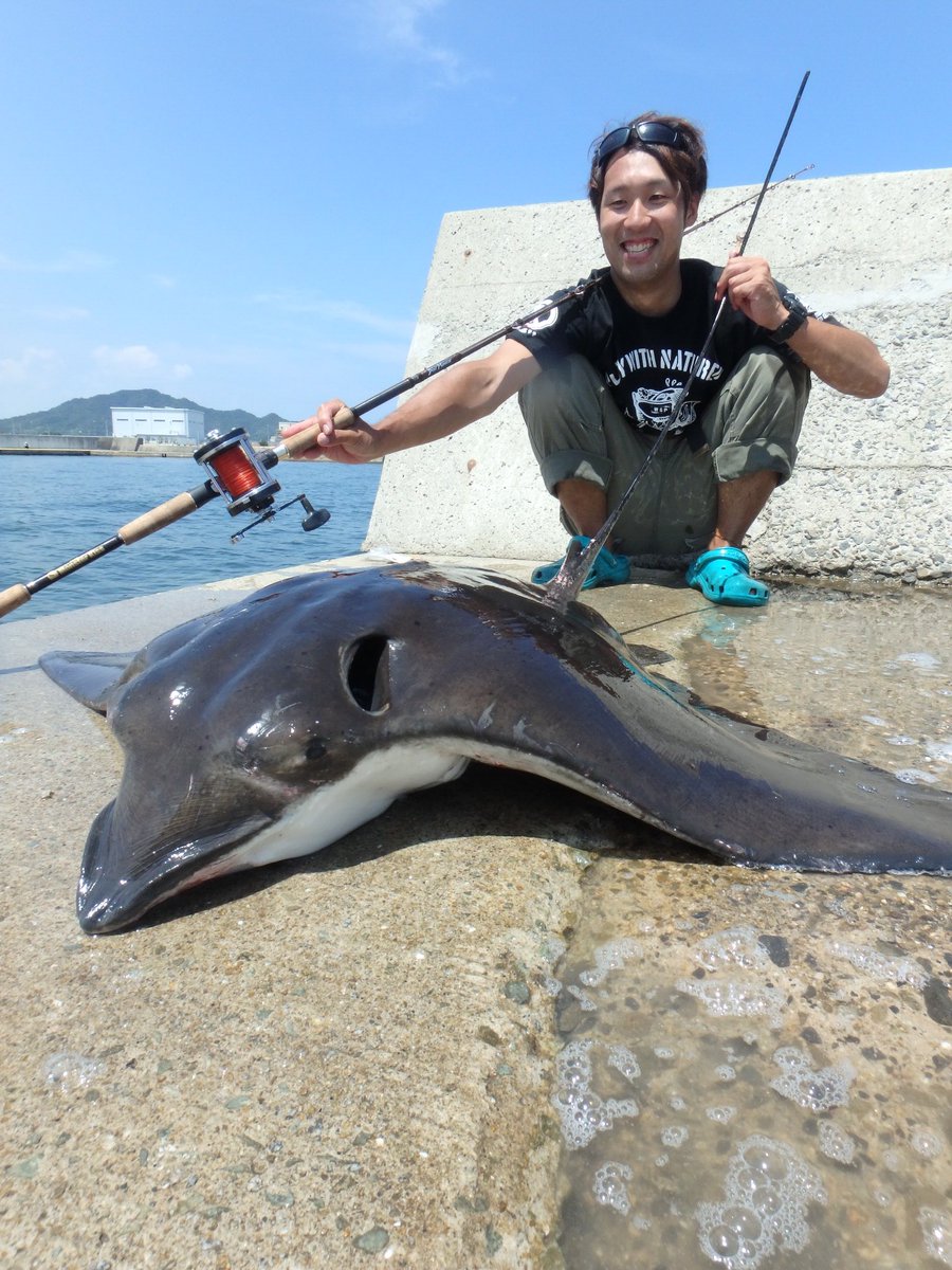 さかまつき 土日で香川へ どうしても先週釣れなかったナルトビエイが釣りたくて かっこいい魚だよね T Co Ju1cmbxwzg Twitter