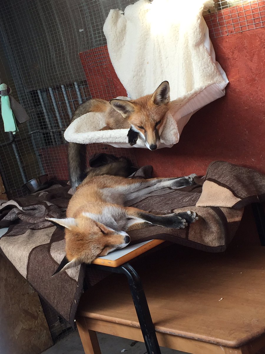 A rare picture of Sooty and Sweep both staying still! It's exhausting work being a playful fox cub 🎾
