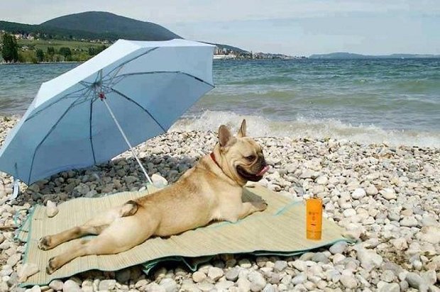 maisonlelou's tweet photo. Weekend goals for us this weekend! #notmovingfromhere #weekendyay #dogsofinstagram #weekendgoals #frenchie https://t.co/fyVAdVOKXQ