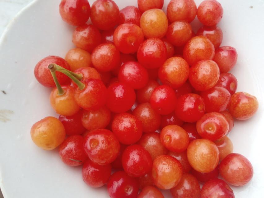 seanate's tweet photo. Delicious cherry
https://t.co/zFUr6O6efS https://t.co/ebD94PRYm0