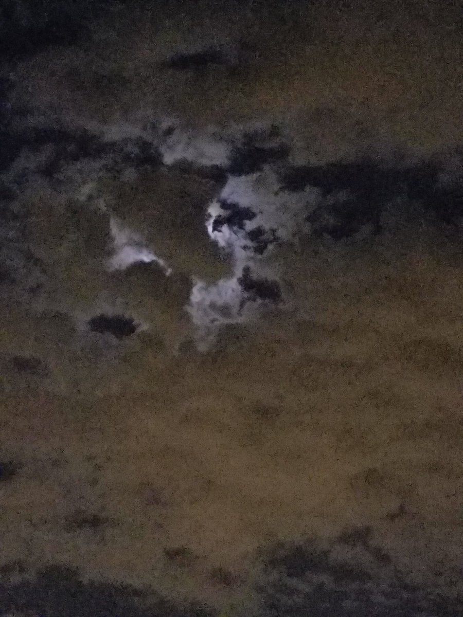 Chuck_Chonson's tweet photo. When your childhood cat appears out of the sky #getoutthemiddle of theroadsWHISKERS https://t.co/hIS0OgUuWm