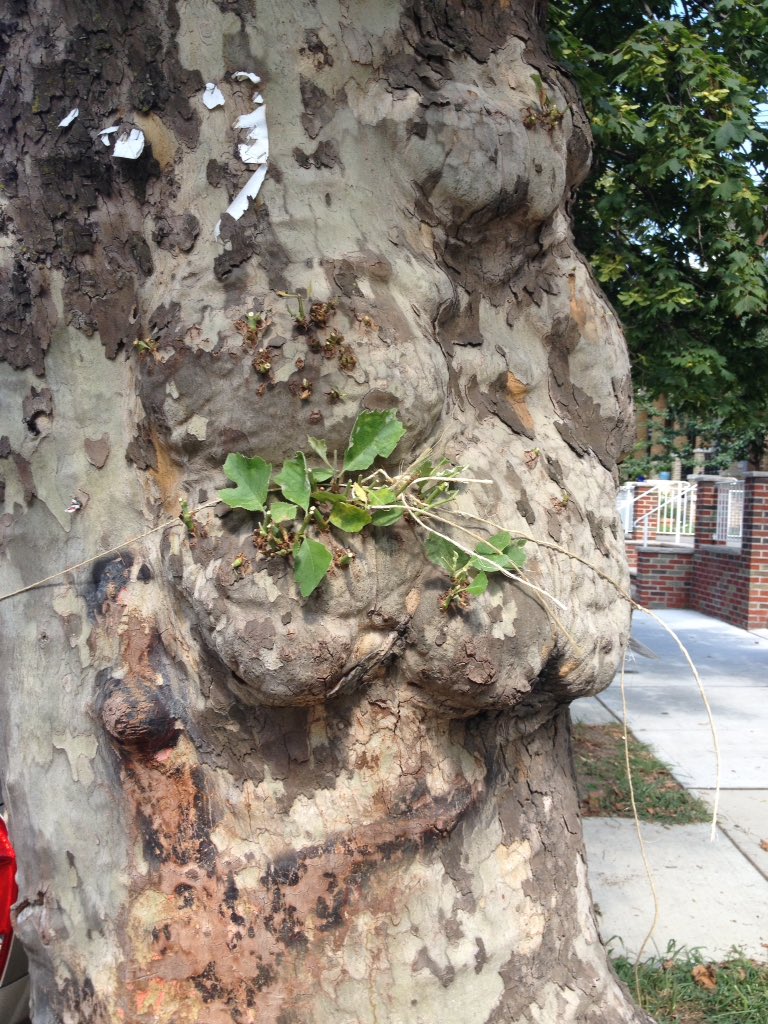 gabrielthetree's tweet photo. Thanks for the shave kind neighbors https://t.co/xVrEQ6kWYZ
