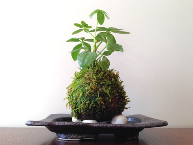 <a href="/maype7/">✿⊱ Mayuli Peña R ✿⊱</a>  🌱ＧＭ-MP <a href="/GucciGuccin/">GUCCI〜</a> <a href="/ldscommandments/">Irma</a> @mkeljukka <a href="/Keith1Chill/">Keith Childress</a> <a href="/monique_2307/">monique gorospe</a> <a href="/fallercrismoura/">Cris</a> @nxndndj  🌱🌿