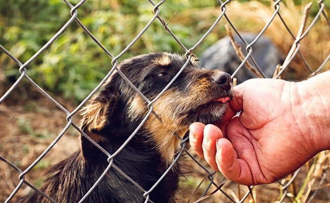 Pup Aid 2026 tweet media