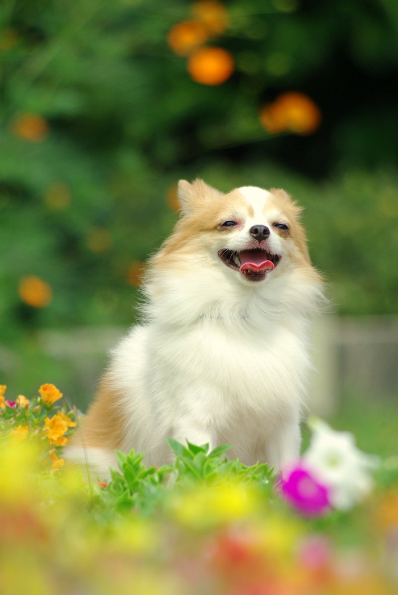 チワワの癒し画像bot Chiwawa Bot2 Twitter チワワの癒し画像bot Chiwawa Bot2 Twitter