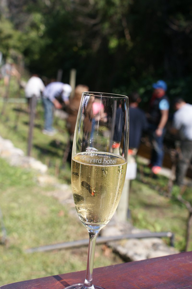 Vineyard_Hotel's tweet photo. #vineyardpruning https://t.co/5jPgzMsLSp