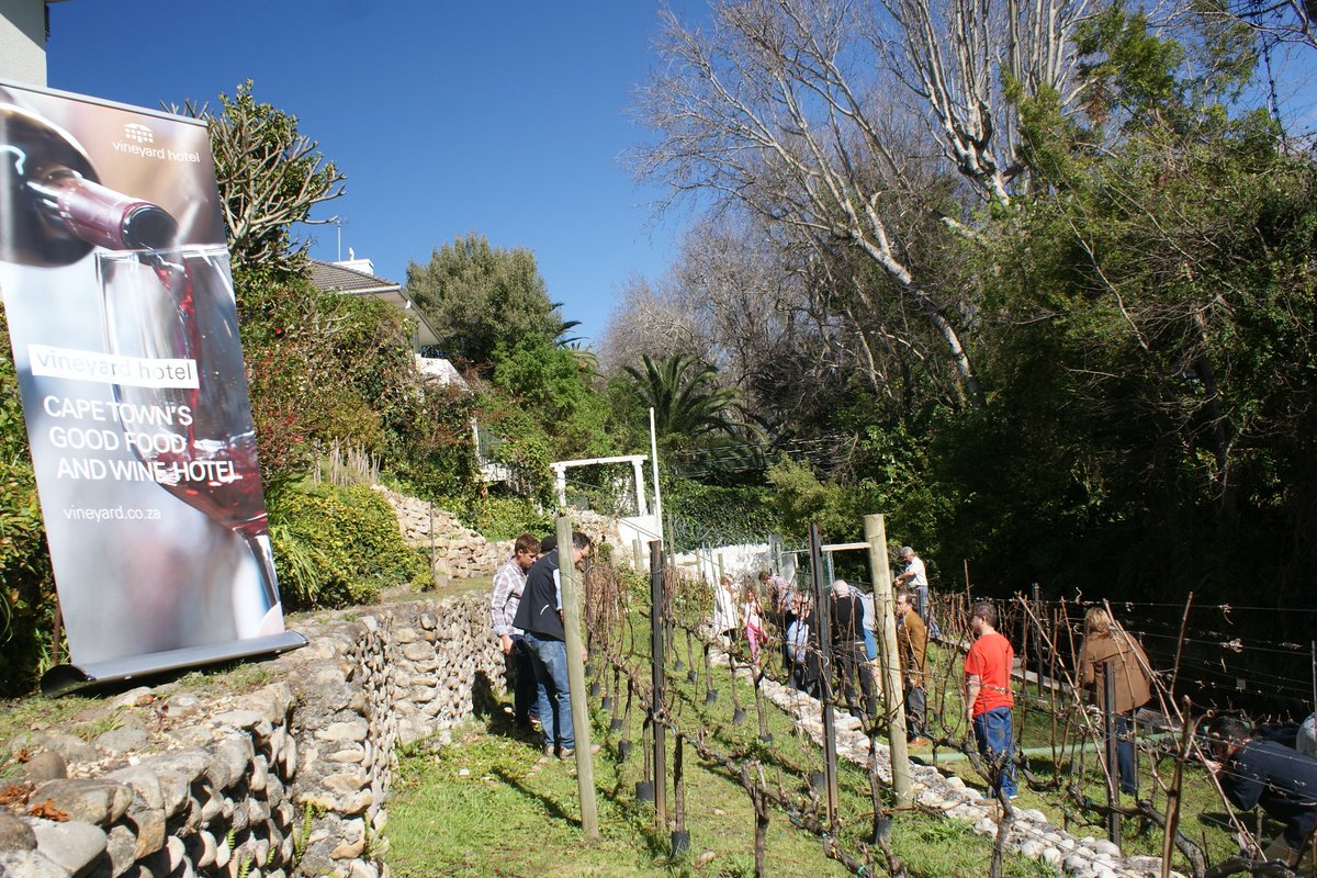Vineyard_Hotel's tweet photo. #vineyardpruning https://t.co/5jPgzMsLSp