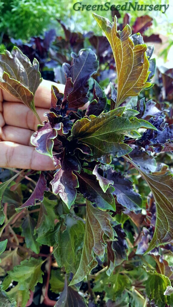 Terry_Chronistr's tweet image. 50% off all #basil plants! incl. colorful #RedRuffles -simply replant to guarantee months of fresh pickings!!!