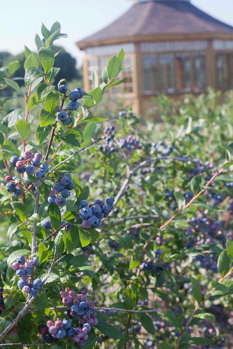 We are picking in our Gazebo patch on our East side this weekend. Make sure to stop in, only 2 wknds left this yr!