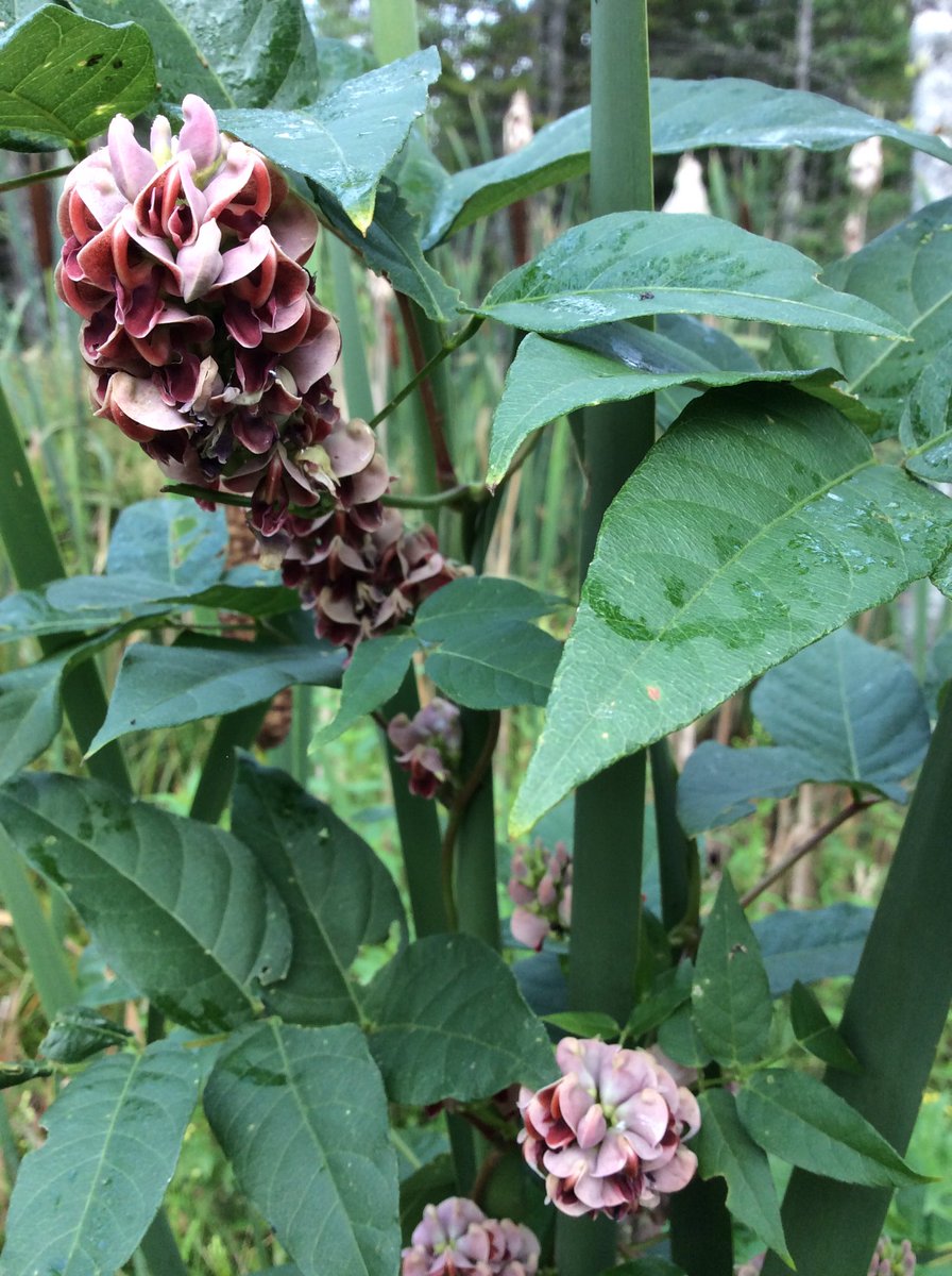 ICanadensis's tweet photo. Apois americana (groundnut) sharing space with a cattail #indianpotato #wildpea https://t.co/IVdqj7Kv1h