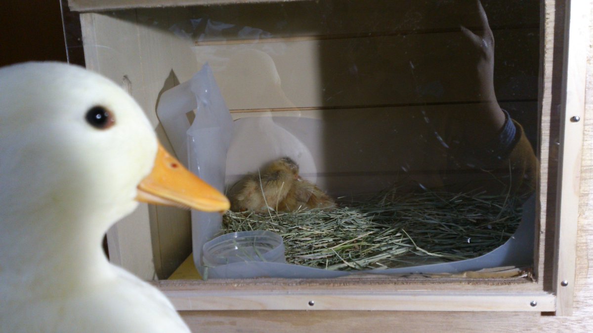 こだのすけ こだ子さんを飼い始めたときは刷り込みしてみましたが その後もらった有精卵かニコル 粉雪が生まれ 三羽はとても仲良くなって 人間にもそれなりになつく感じになりましたよ