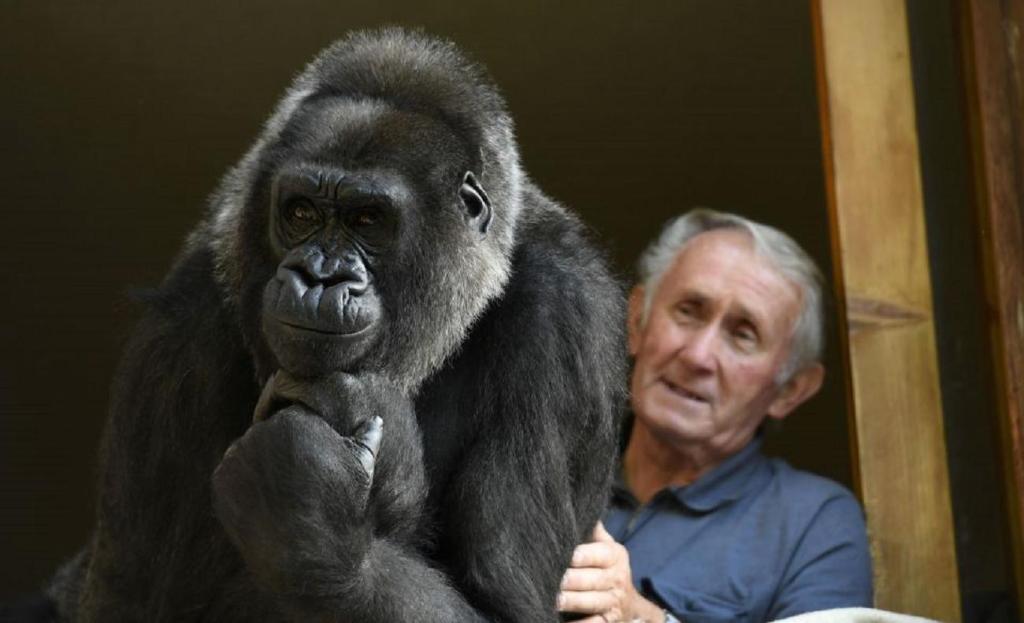 French couple have kept a PET GORILLA for the last 18 years The