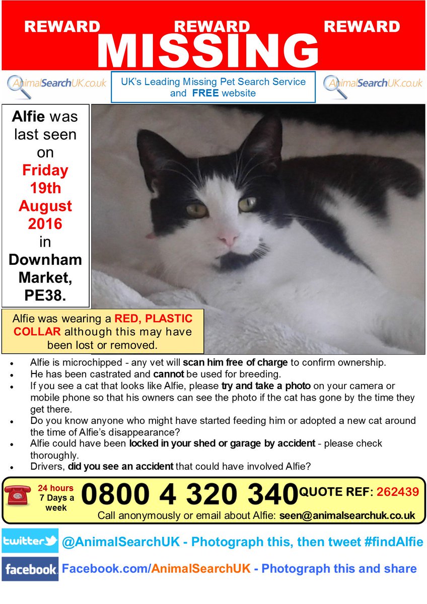 AnimalSearchUK's tweet photo. PLZ RT @VetPractitioner @Medivet_UK #missingcat #downhammarket #norfolk #PE35 #findalfie
https://t.co/yGWQ74irWv … https://t.co/xhFnfC3qhZ