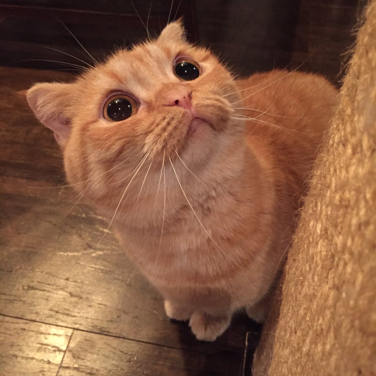 CatApartment's tweet photo. あ、どうも。ウニです。

君たちと一緒にいるだけでモヤモヤ嫌なことも吹っ飛ぶマジック！ https://t.co/q8uTPff782