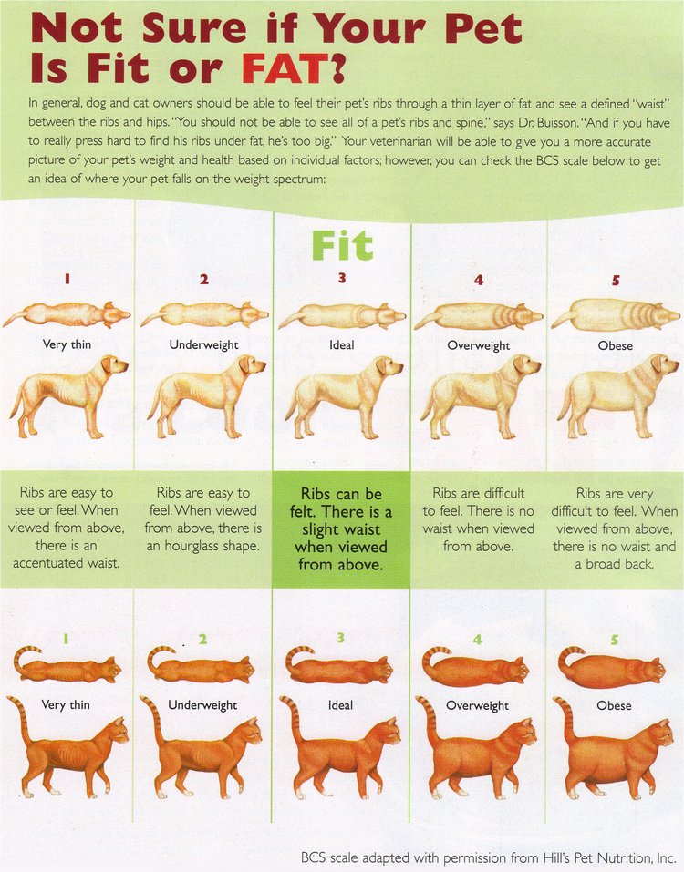 cthumane's tweet photo. Fit and Fabulous Pets! Pets need that summer bod all year long. https://t.co/BeA9klJxki #healthyhappypets #fitpets https://t.co/2L8AhKjoYy