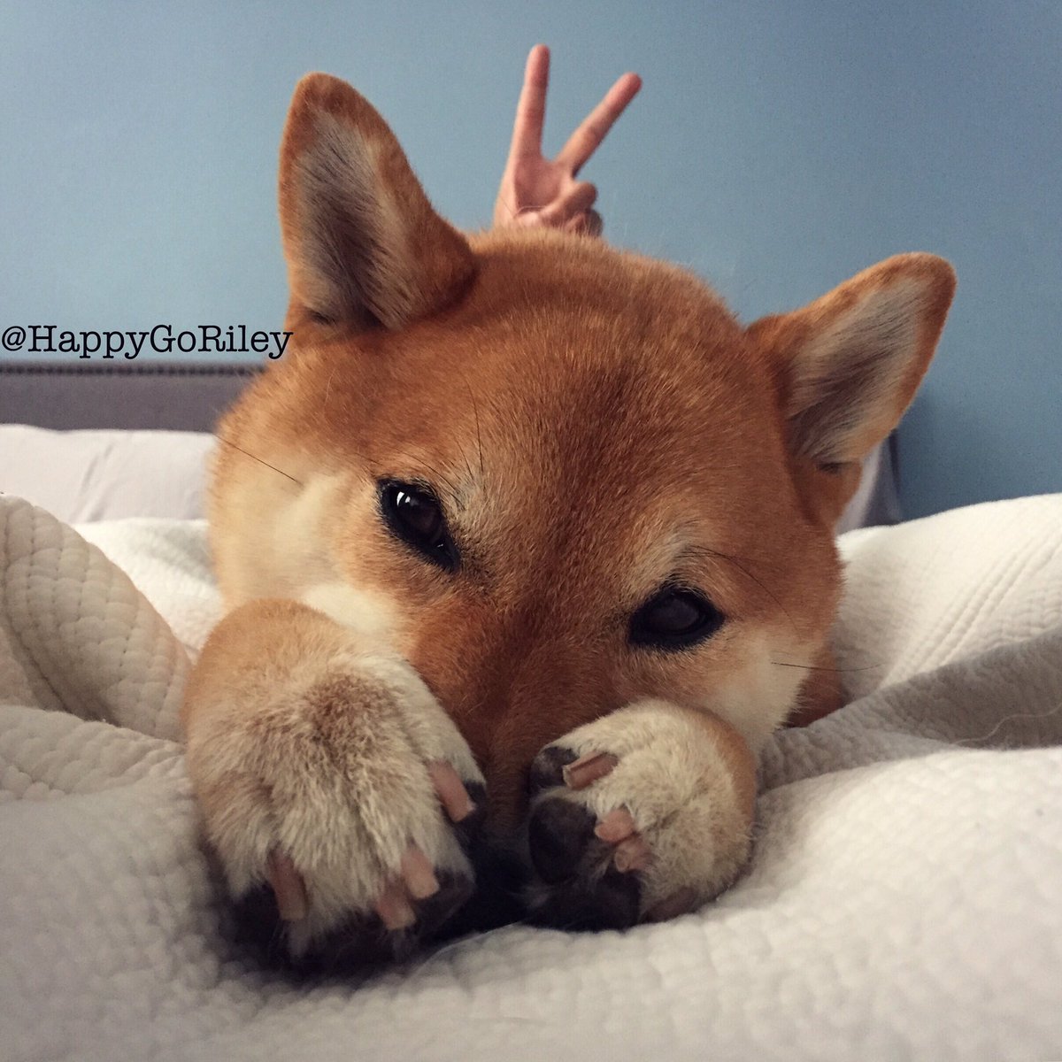 Saturday morning shenanigans.✌️🐾 - HappyGoRiley #unamused #weekendvibes #dogsofnyc #dogsoftwitter