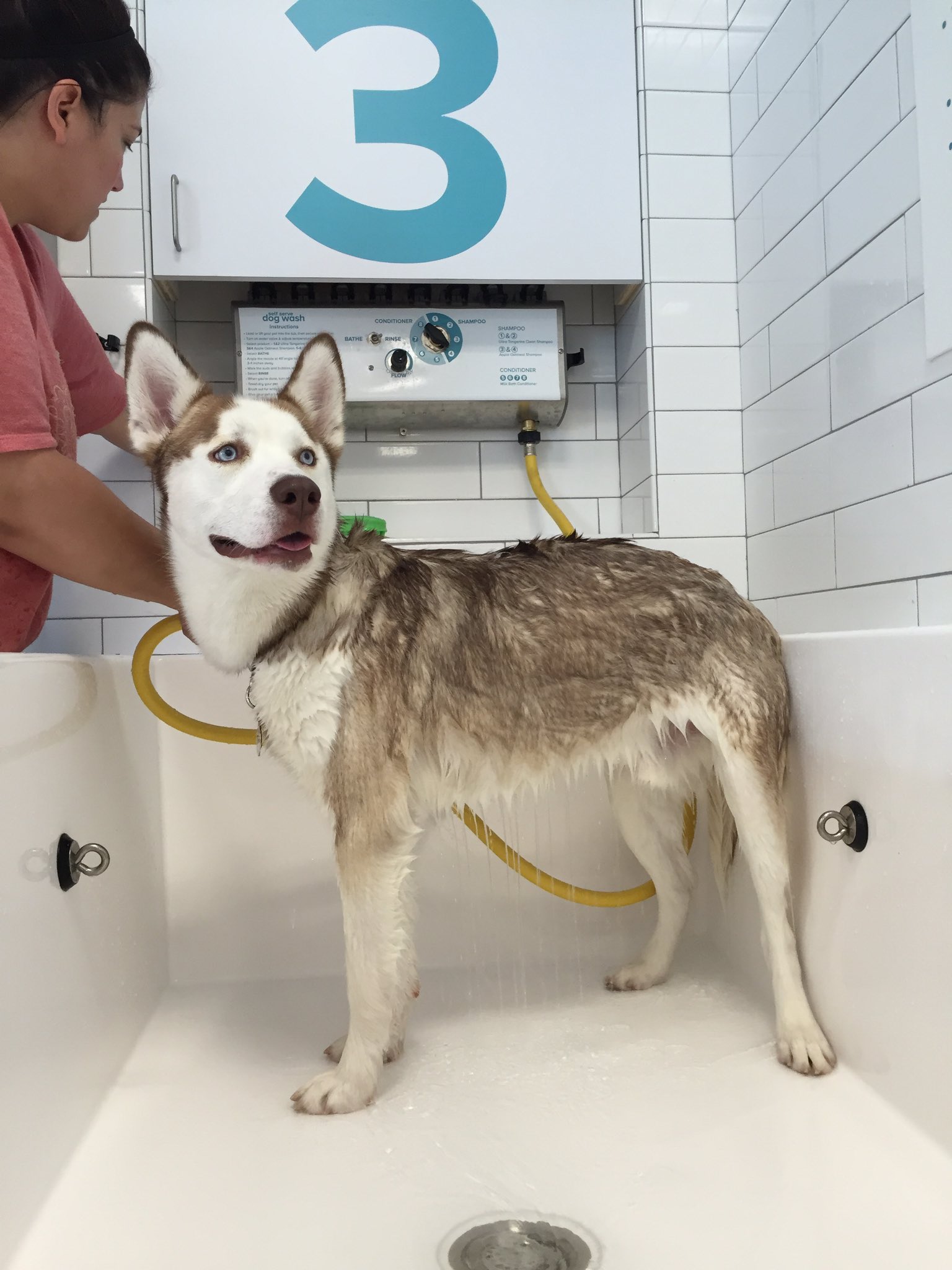 PetSmart on X: Apple Oatmeal or Tangerine Clean?This husky is loving the  dog wash & choice of doggie shampoos. #PetSmartPetSpa   / X