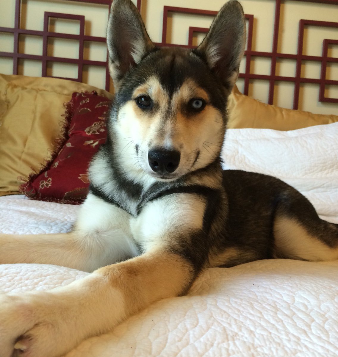 notjustahusky's tweet photo. She smiling? ☺️🐺💗💗💗 https://t.co/2MCQuQuNhE