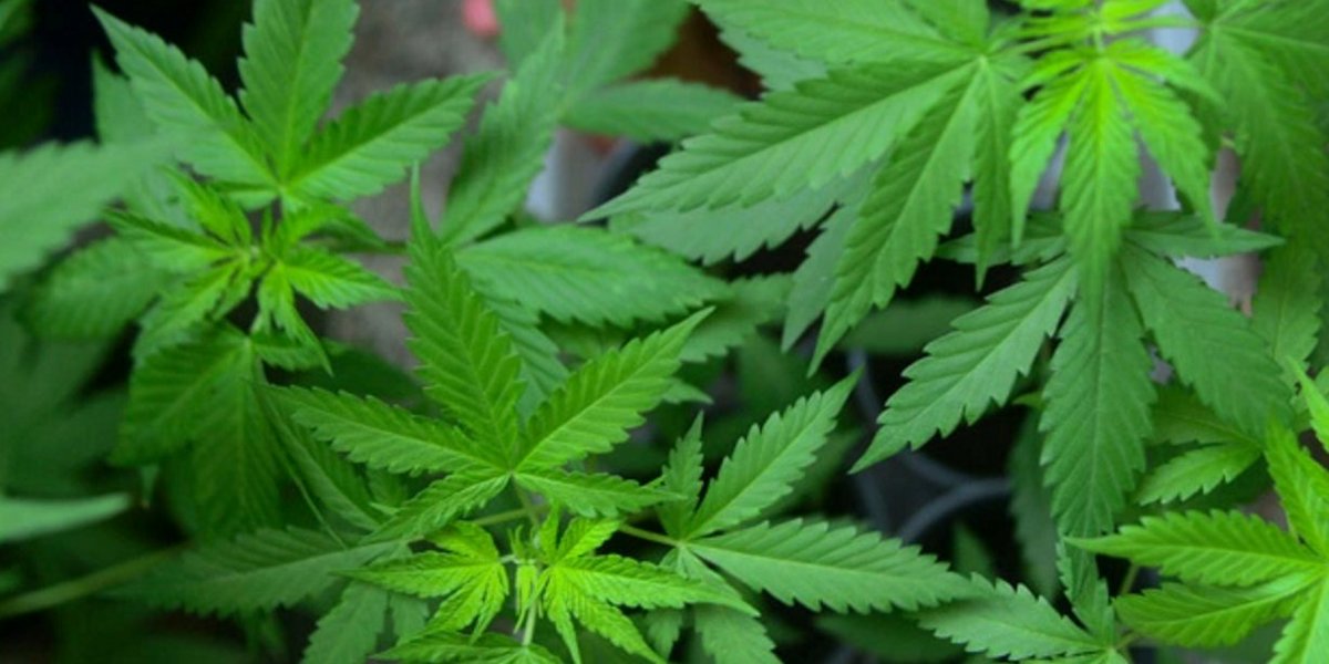 KivaConfections's tweet photo. Are you a #cultivator who will apply for a license under #MMRSA? Pls fill out this survey! https://t.co/WdL1Xo9hgf https://t.co/rm69JAxIui