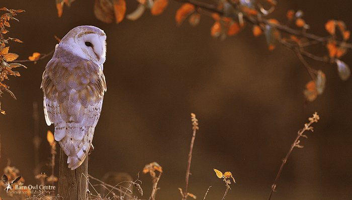 Barn Owl Centre On Twitter 1 Of The Real Treasures That Haunts