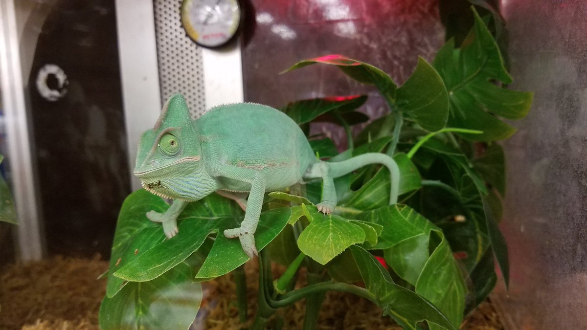 cfcf's tweet image. My daughter has being wanting one of this little buddies for ever #SamsungPay #contest #samsungmakemydaughterhappy