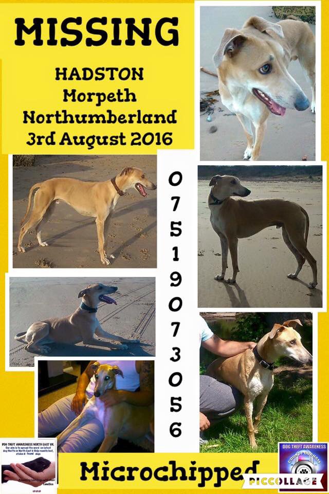 Lisa198335's tweet photo. Please RT #FindFloyd #MissingDog #Morpeth #Northumberland 03/08/16 @LostboxUK @RSPCA_official @DogsTrust TY https://t.co/69hsUfcv7u