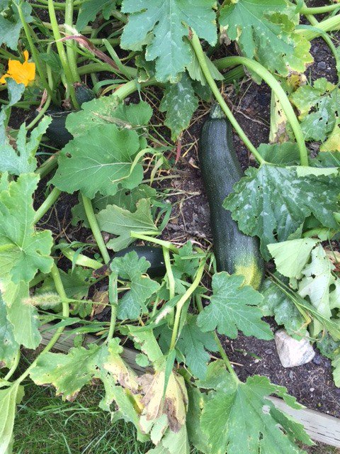 CPSLearnAg's tweet photo. Lots of vegetables and wheat to transform into delicious Food Studies projects this fall! @shauna_wirl https://t.co/bNN3Wc8Wxv