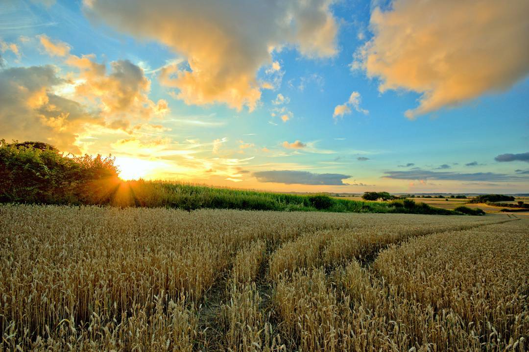 #Felixstowe 'fields of gold' - thanks to Dan Waters for his Instagram picture. instagram.com/danielw1293