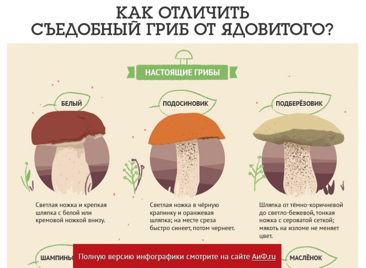 Как отличить пищевую. Как различить съедобные грибы от несъедобных. Распознать съедобные грибы от несъедобных. Как отличить съедобные грибы от несъедобных грибов. Как отличить съедобный гриб от несъедобного.