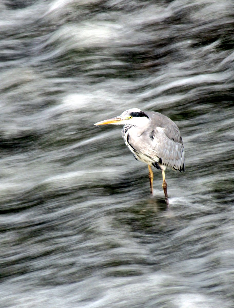 #heron holding its own against the #eddlestonwater #peebles