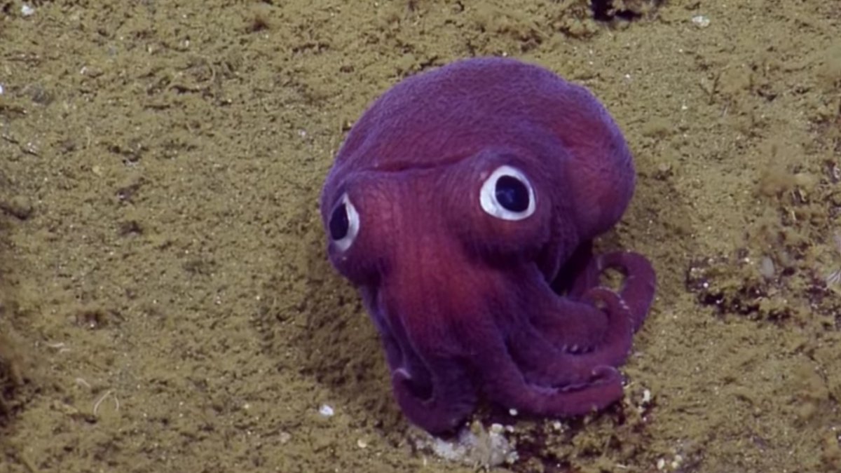 Gizmodo's tweet image. Look at this googly-eyed squid. Look at it. gizmo.do/I8N6oEM