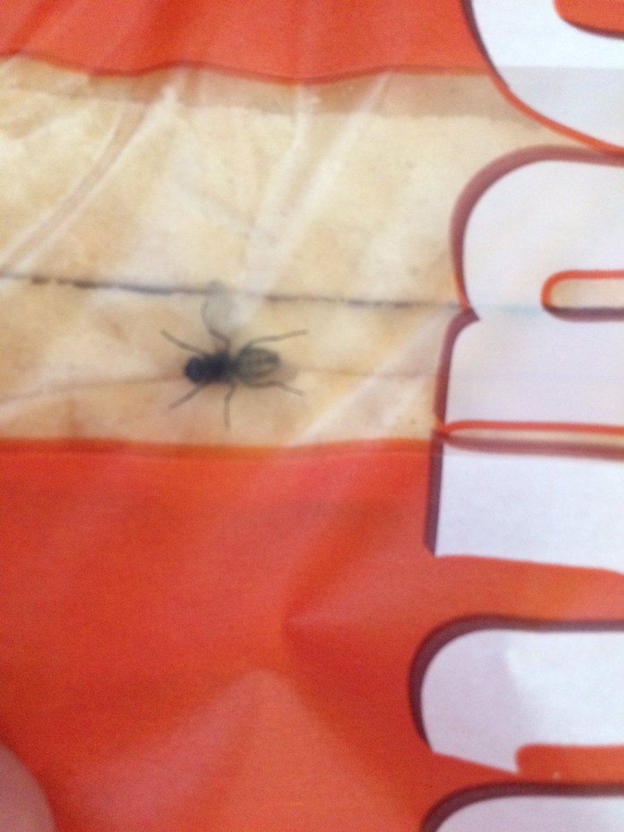 Vikki2603's tweet image. @Warburtons Do your loaves come with free pets these days? Absolutely disgusted to find this in an unopened loaf!😷