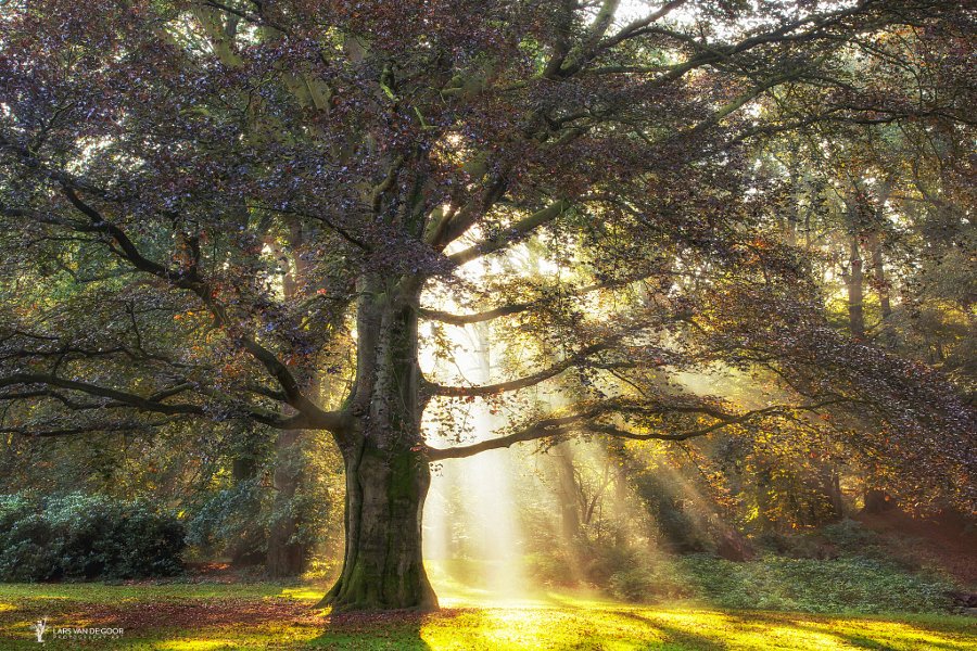 andrespeneke's tweet photo. Queen of the Park by Lars van de Goor https://t.co/AiTaNF0fQB