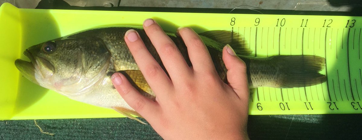 JasonBarnucz's tweet photo. Trevor's biggest, a 12" Largemouth Bass. No giant but a big smile! #fishathon #DeerCreekCA @longpointca @FishAThonON https://t.co/c93twegd2k